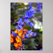 Bluebell Spring Flowers Hyacinthoides Poster (Vorne)