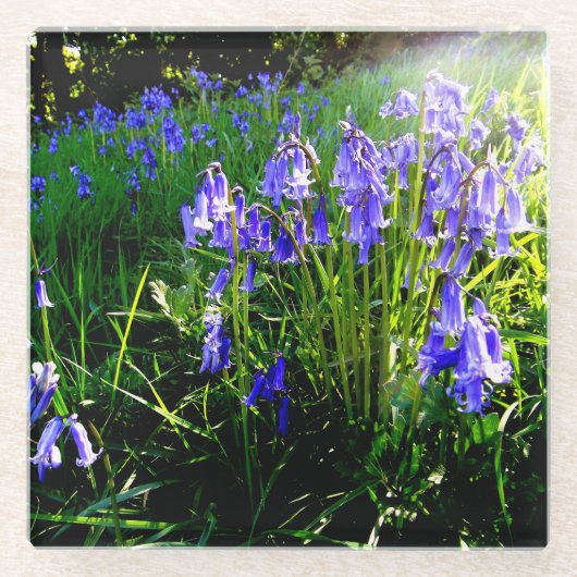 Bluebell-Untersetzer Glasuntersetzer (Vorderseite)