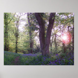 Bluebell Walk Poster