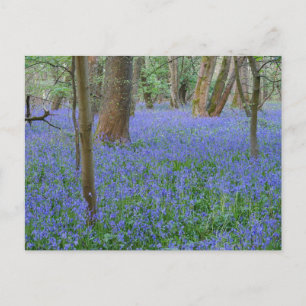 Bluebell Wood Postcard Postkarte