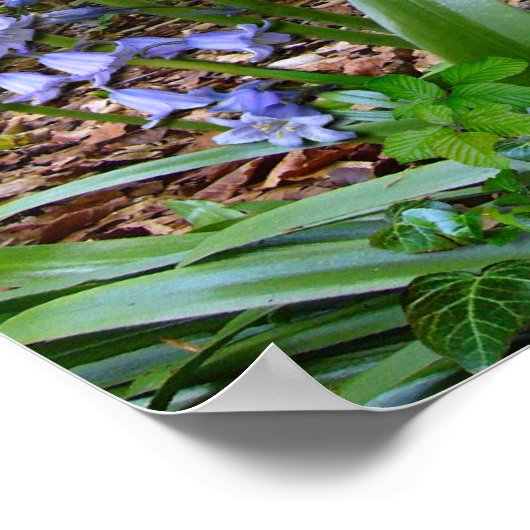 BLUEBELL WOOD ~ Poster # 2 (Ecke)