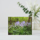 BLUEBELL WOOD POSTKARTE (Stehend Vorderseite)