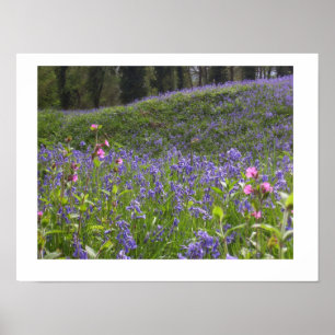 Bluebell Wood Print Poster