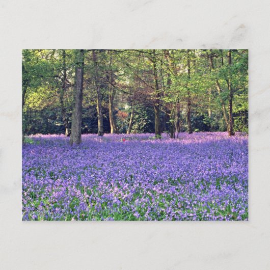 Bluebell Woods, England, Blume Postkarte (Vorderseite)