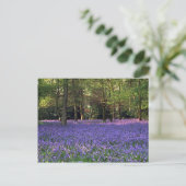 Bluebell Woods, England Postkarte (Stehend Vorderseite)