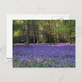 Bluebell Woods, England Postkarte (Vorne/Hinten)
