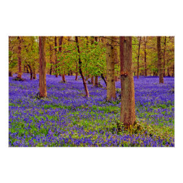 Bluebell Woods Grays Court Oxfordshire England Poster