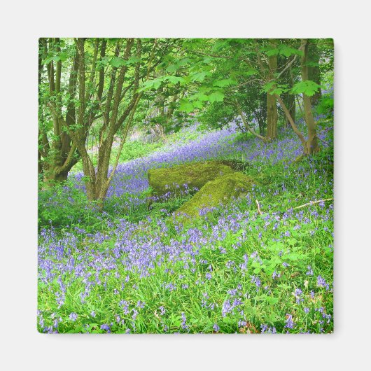 Bluebell Woods Magnet (Vorne)