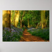 Bluebell Woods Poster (Vorne)
