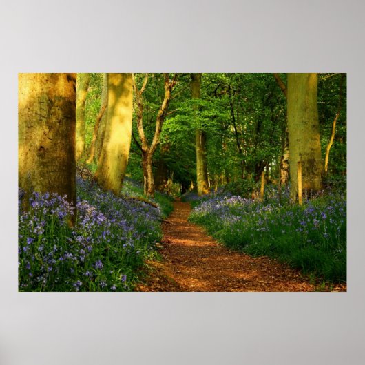 Bluebell Woods Poster (Vorne)
