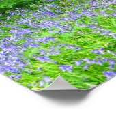Bluebell Woods Poster (Ecke)