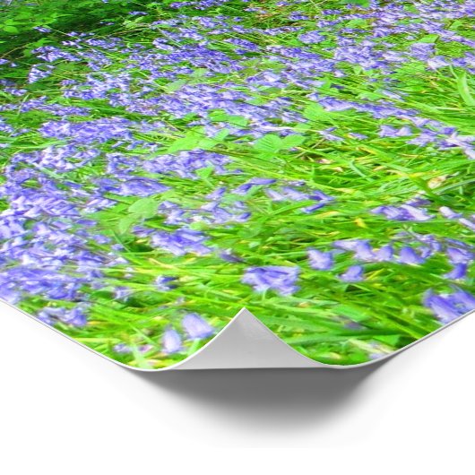 Bluebell Woods Poster (Ecke)