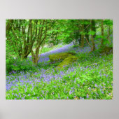 Bluebell Woods Poster (Vorne)