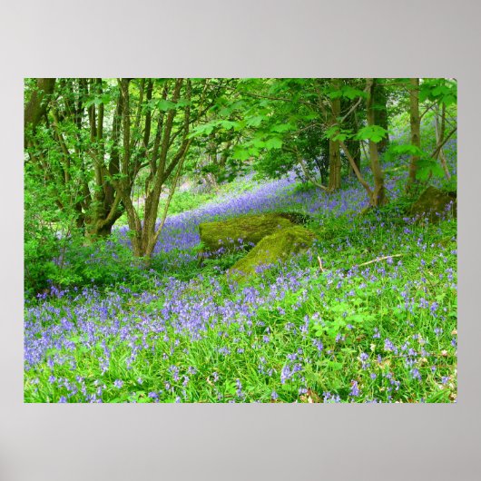 Bluebell Woods Poster (Vorne)