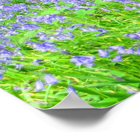 Bluebell Woods Poster (Ecke)