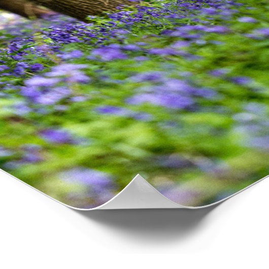 Bluebell Woods Poster (Ecke)