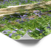 Bluebell Woods Poster (Ecke)