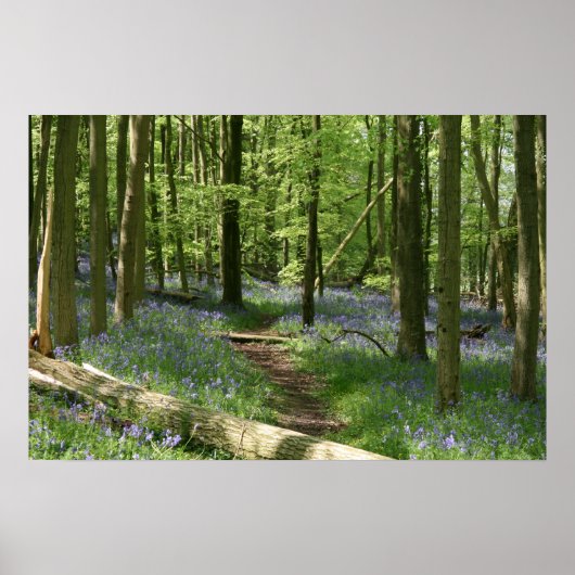 Bluebell Woods Poster (Vorne)