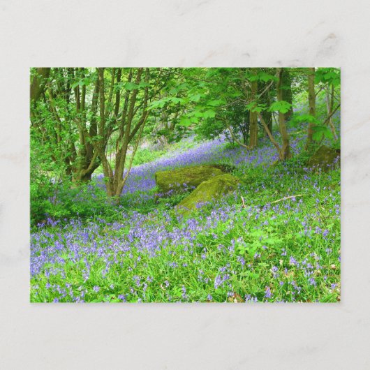 Bluebell Woods Postkarte (Vorderseite)