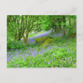 Bluebell Woods Postkarte (Vorderseite)