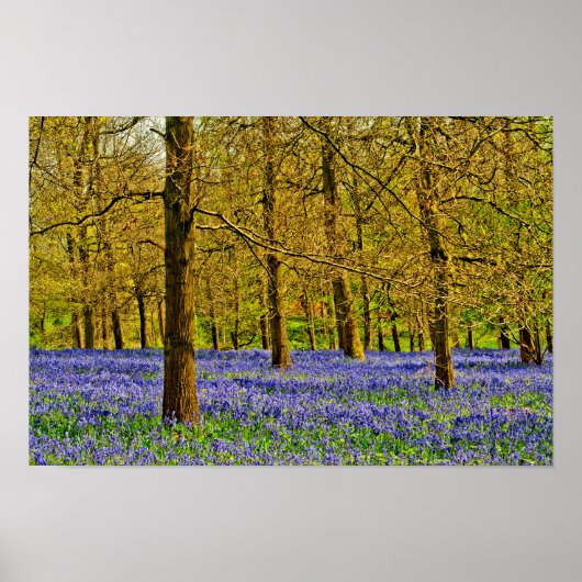 Bluebell Woods Spring Flowers Grays Court Poster (Vorne)