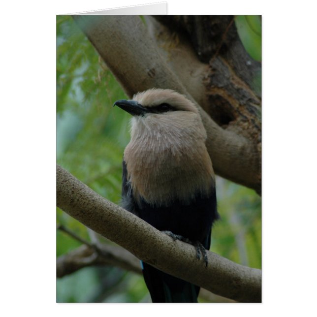 Bluebellied Roller (Vorne)