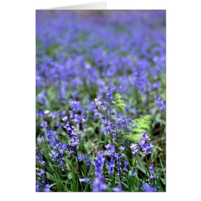 Bluebells (Vorne)