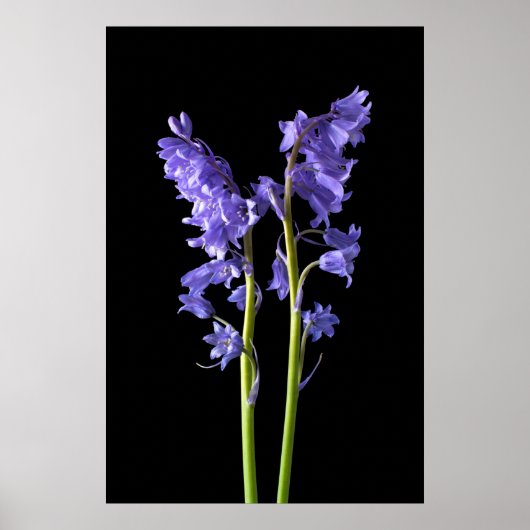Bluebells, aus genau den Wäldern, die ich erschaff Poster (Vorne)