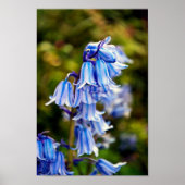 Bluebells Bluebell Spring Flowers Poster (Vorne)
