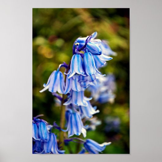 Bluebells Bluebell Spring Flowers Poster (Vorne)