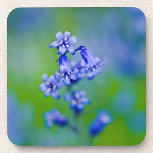 Bluebells Blume Untersetzer (Vorderseite)