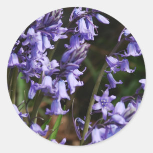 Bluebells-Blumen-Natur-blaue lila mit BlumenBlume Runder Aufkleber