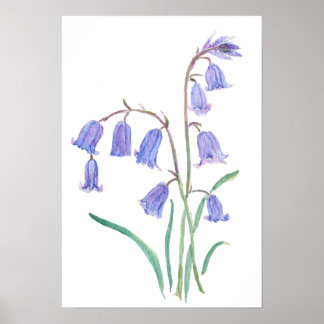 bluebells flowers   watercolour flowers  poster