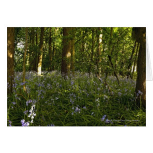 Bluebells im Wald