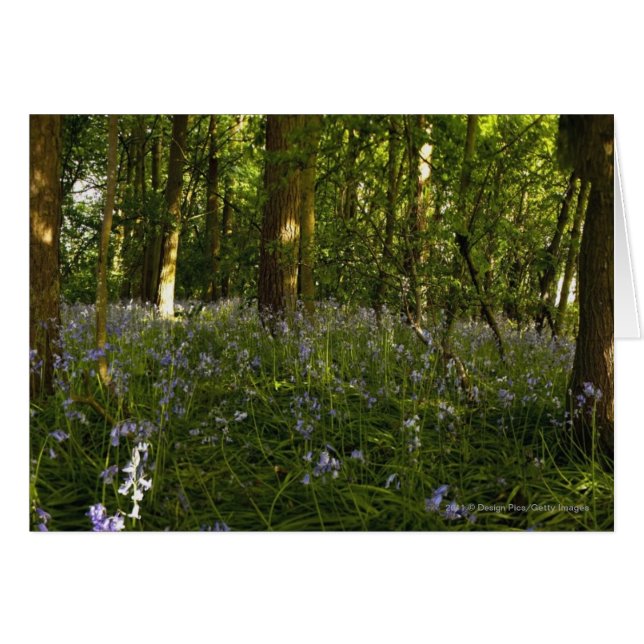 Bluebells im Wald (Vorderseite (Horizontal))