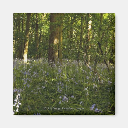 Bluebells im Wald Magnet (Vorne)