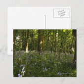 Bluebells im Wald Postkarte (Vorne/Hinten)