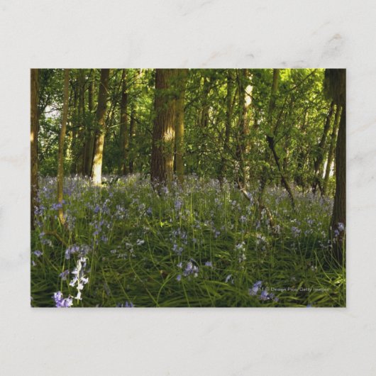 Bluebells im Wald Postkarte (Vorderseite)