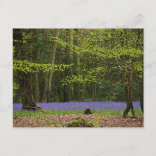 Bluebells in Beech Woodland Postcard Postkarte