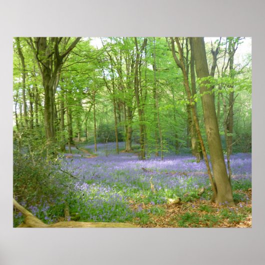Bluebells in Woods Poster (Vorne)