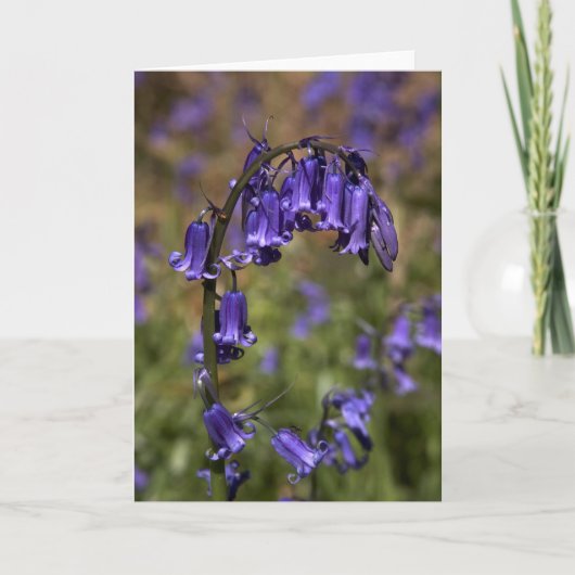 Bluebells kardieren durch cARTerART Karte (Vorderseite)