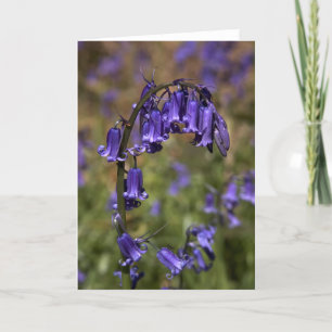Bluebells kardieren durch cARTerART Karte