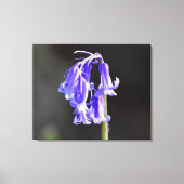 Bluebells Leinwanddruck (Vorderseite)