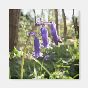 Bluebells-Magnet Magnet