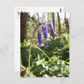 Bluebells Postcard Postkarte (Vorne/Hinten)