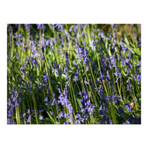 Bluebells Poster
