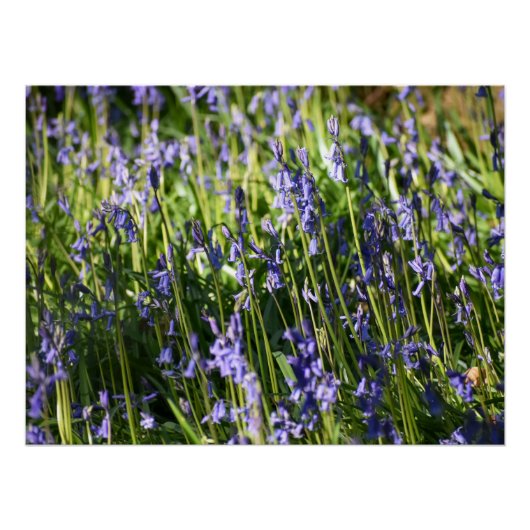 Bluebells Poster (Vorderseite)