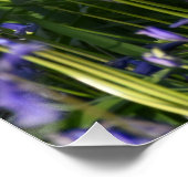Bluebells Poster (Ecke)