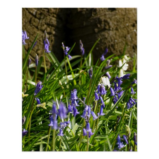 Bluebells Poster (Vorderseite)
