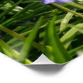 Bluebells Poster (Ecke)